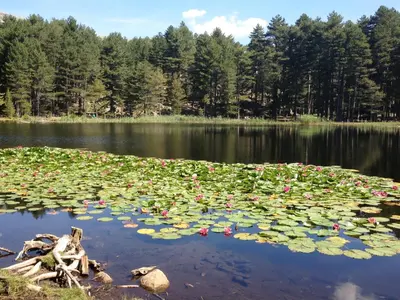a lake filled with lots of lily pads at Camping Le Sagone in Sagone