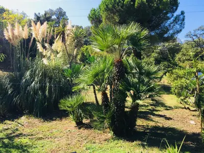 a palm tree in the middle of a field at Résidence EMILIA in Santa-Maria-Poggio