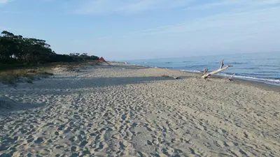 a beach with a tree branch laying on the sand at Résidence EMILIA in Santa-Maria-Poggio