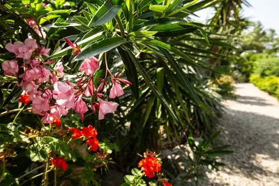 a garden with pink flowers and palm trees at costa di sognu in Costa