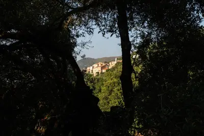 a view of a mountain through a group of trees at costa di sognu in Costa