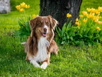 a brown and white dog laying in the grass at Holiday Home in Moriani-Plage near Beach in San-Nicolao