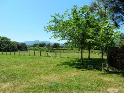a tree in a field next to a fence at Monica di Sorbo in Sorbo-Ocagnano