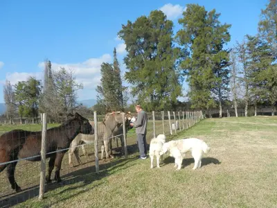 a man and a dog looking at horses behind a fence at Monica di Sorbo in Sorbo-Ocagnano
