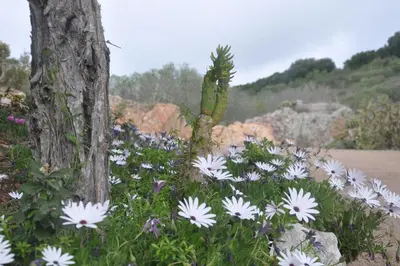 a bunch of white flowers next to a tree at Hôtel Maora Village in Bonifacio