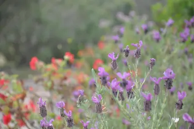 a field of purple and pink flowers in a field at Hôtel Maora Village in Bonifacio