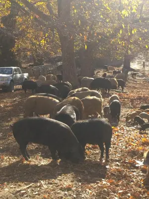 a herd of sheep grazing in a field at Hotel U Liccedu in Bustanico