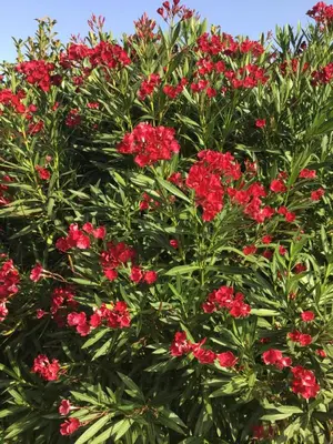 a bush of red flowers with the sky in the background at Appt T2 Standing avec Piscine et Terrasse in Porto-Vecchio