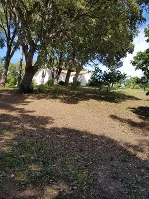 a group of trees in a field with a house at Casa San Niolo in Cervione