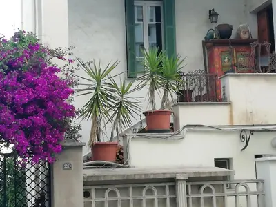 a group of potted plants on the side of a building at Villa Cécile in Ajaccio