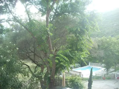 a large tree next to a swimming pool at Demeure traditionnelle en pierre avec piscine in Sartène