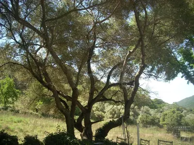 a large tree in a field next to a fence at Demeure traditionnelle en pierre avec piscine in Sartène