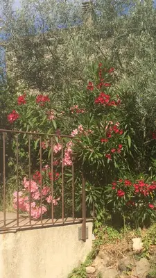 a bush with red flowers behind a fence at Fresi Gustave in Levie