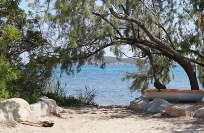 a bird sitting on a boat under a tree on the beach at Marina di pinarello, appt climatisé à 400m de la plage in Zonza