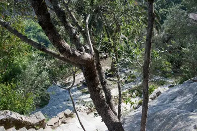 a tree in the middle of a rocky trail at Casa Giacometti in Grosseto-Prugna