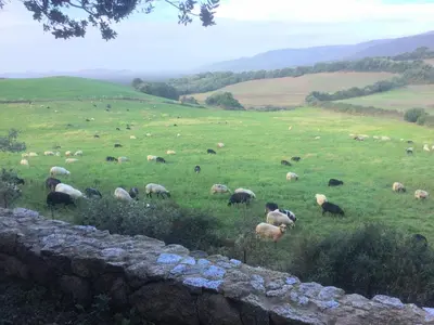 a herd of sheep grazing in a green field at Villa A LICCIA in Figari