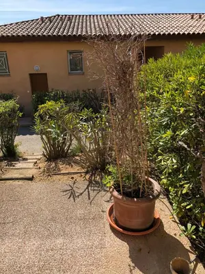 a plant in a pot in front of a house at PORTICCIO, AGOSTA PLAGE vue mer pour 6 p, 2 ch, PROMO 7 nuits in Porticcio