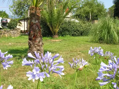 a group of purple flowers in front of a palm tree at Holiday Home in Moriani-Plage near Beach in San-Nicolao