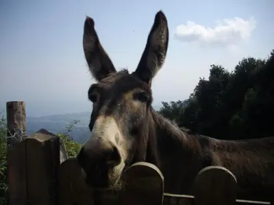 a close up of a donkey looking over a fence at Sole e Ventu (70 qm) in San-Giovanni-di-Moriani