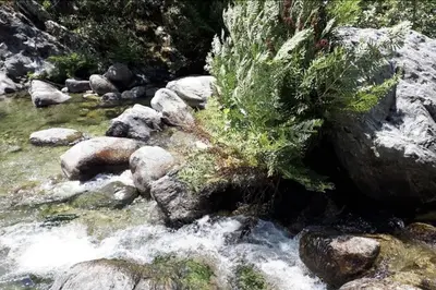 a river with rocks and a plant on top of it at Casa La Colombaia in Poggio-di-Nazza