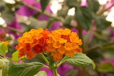 a yellow and orange flower with green leaves at Hôtel A casa di Maria Cicilia in Ghisonaccia