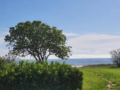 a tree on the beach with the ocean in the background at Mini villa au bord de la mer, proche Moriani (Corse) in Poggio-Mezzana