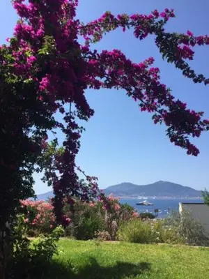 a tree with pink flowers on it in a field at Appart 8 pers vue sur baie - Porticcio in Porticcio