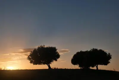 two trees on top of a hill at sunset at APICULTEUR in Oletta