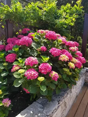 a bunch of pink flowers in a flower box at Poisson Rouge in Bonifacio