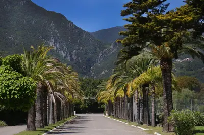 a road lined with palm trees with mountains in the background at Hôtel San Lucianu in Moriani Plage