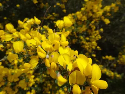 a bunch of yellow flowers on a tree at Villas Valinco Capicciolo vue-proche mer-piscines in Olmeto