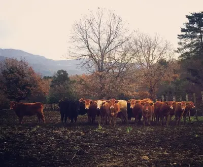 a herd of cows standing in a field at L'Albadu in Corte