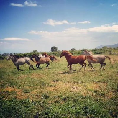 a herd of horses running in a field at L'Albadu in Corte