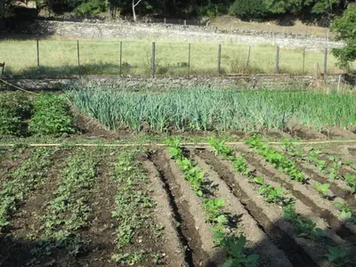 a garden with plants in the middle of a field at L'Albadu in Corte