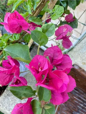 a group of pink flowers on a plant at Les pieds dans l eau de Betty Ghisonaccia plage 50 m in Ghisonaccia