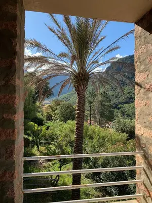 a palm tree is seen through a window at Hôtel Colombo- Porto Corse in Porto Ota