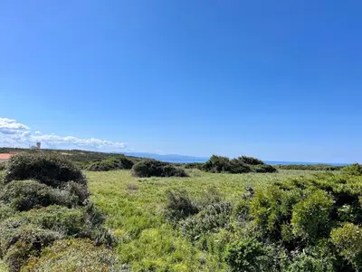 a field of grass with bushes and trees at Domaine de Licetto in Bonifacio