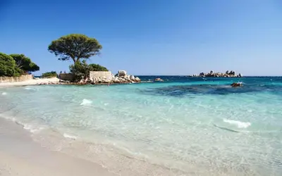 a beach with a tree in the water at Chez Chris Mare & Macchia in Porto-Vecchio