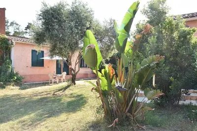 a house with a garden with a plant in the yard at Terracorse in Figari