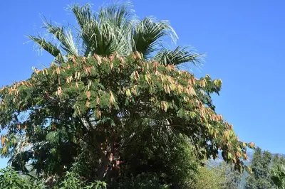 a palm tree with flowers on top of it at Terracorse in Figari