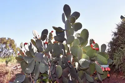 a cactus with red flowers on it in a field at Terracorse in Figari