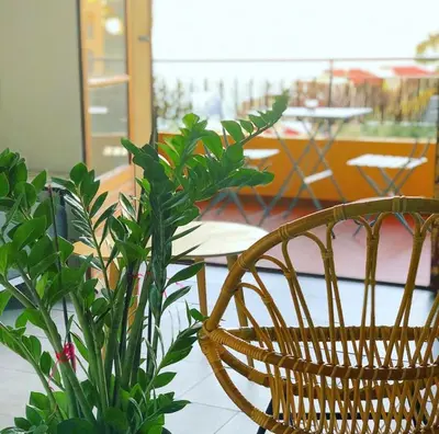 a wicker chair and a plant in a room at Magnifique T1 Bis Vue mer Route des sanguinaires Ajaccio in Ajaccio