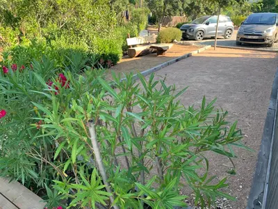 a bunch of plants in a parking lot at Casa Fiumu Oso in San-Gavino-di-Carbini
