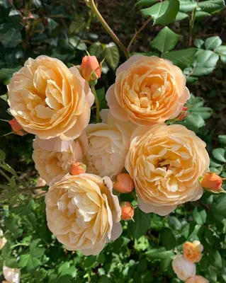 a group of orange flowers on a bush at Villa Leccia di Lorello in Grosseto-Prugna