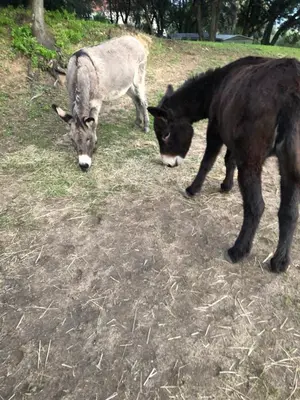 two cows grazing on the grass in a field at U SOLE in Ajaccio