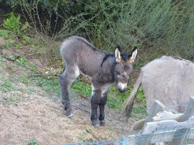 a donkey is standing next to a donkey at Alegria in Arbellara