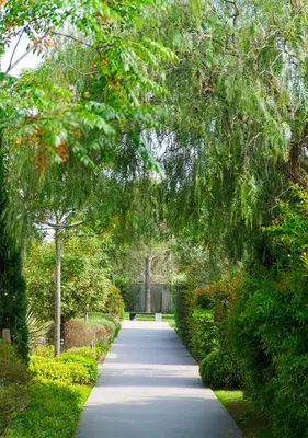 a long road with trees and a tree tunnel at Costa Nera Beach House in Porto-Vecchio