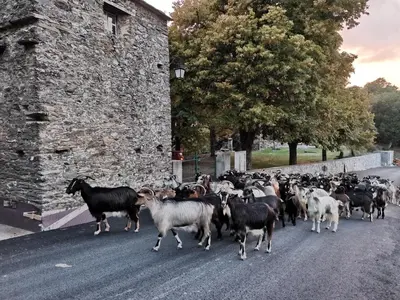 a herd of goats walking down a road at Chambre d'hôtes couvent d'Alando in Alando