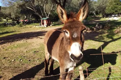 a donkey is standing next to a fence at casa-anghjulina in Porto-Vecchio