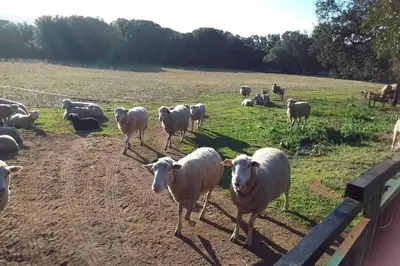 a herd of sheep walking in a field at casa-anghjulina in Porto-Vecchio